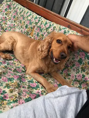 Serkan KöK Köpek Eğitim