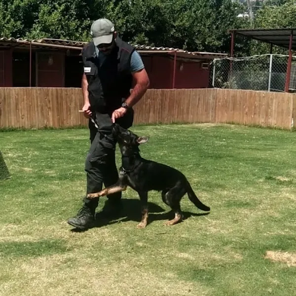 Serkan KöK Köpek Eğitim foto 2