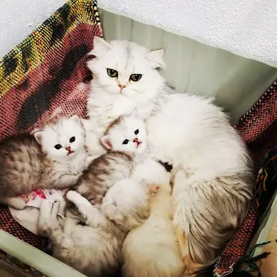 Diyarbakır Kedi Evi