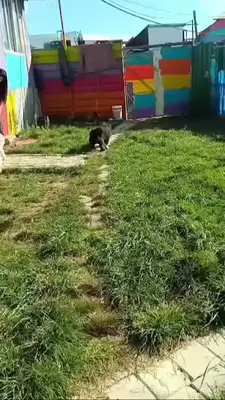Kedi Köpek Oteli