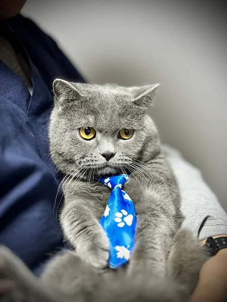 Malatya Melidya Veteriner Kliniği foto 2