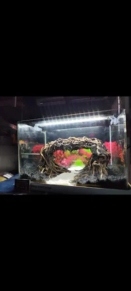 DENİZ PET SHOP foto 2