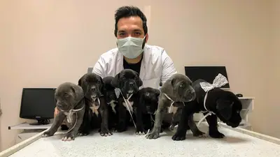 Akhisar Anka Veteriner Kliniği - Pet Kuaför