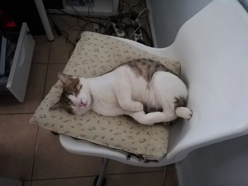 Atlas Veteriner Kliniği foto 1