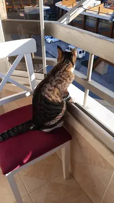 Ordu Veteriner Kliniği