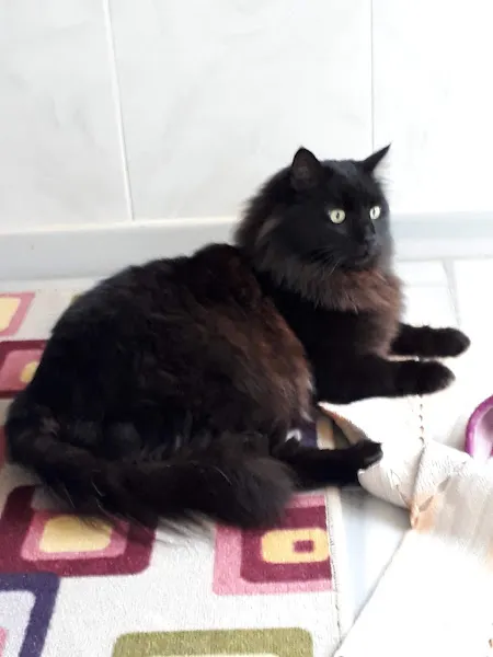 Ordu Veteriner Kliniği foto 2