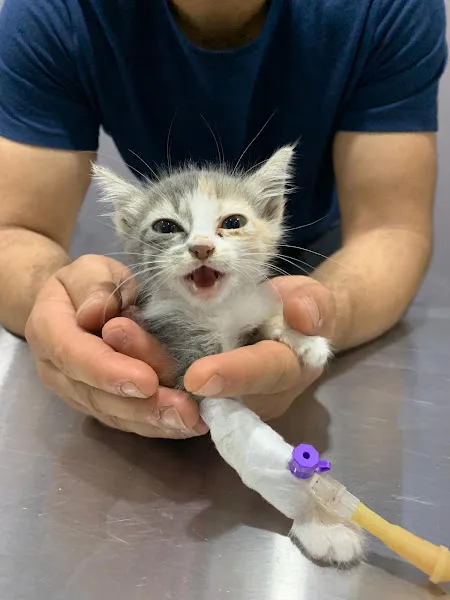 Asya-Pet veteriner kliniği foto 2