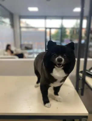 Çorlu Pet Kuaför TÜYLÜ TRENDLER PET KUAFÖR & PETSHOP fotoğrafı