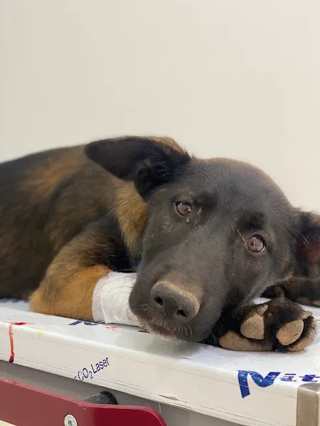 PETA VETERİNER KLİNİĞİ ve Hayvan Oteli foto 2
