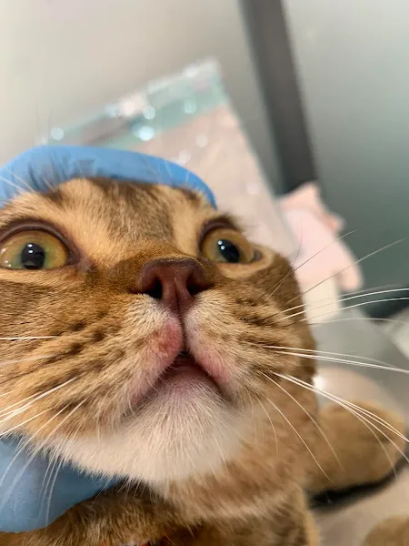 Gama Veteriner Kliniği foto 2