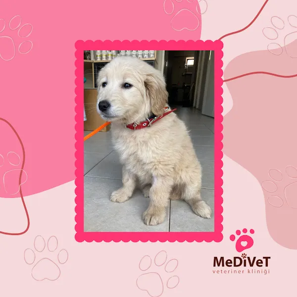 MeDiVeT Veteriner Kliniği foto 2