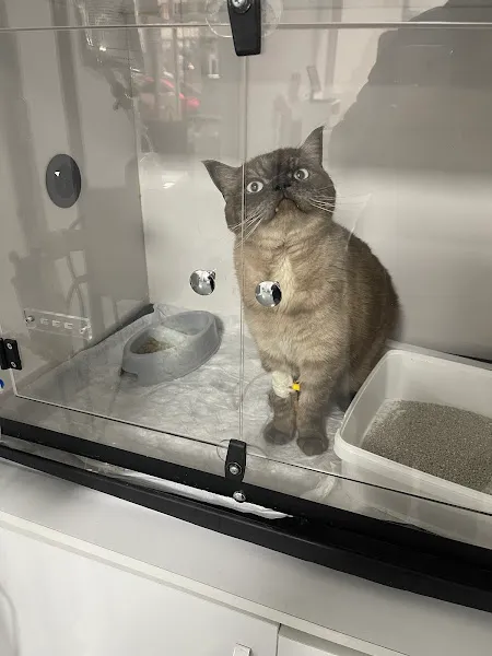 Vita Veteriner Kliniği foto 2
