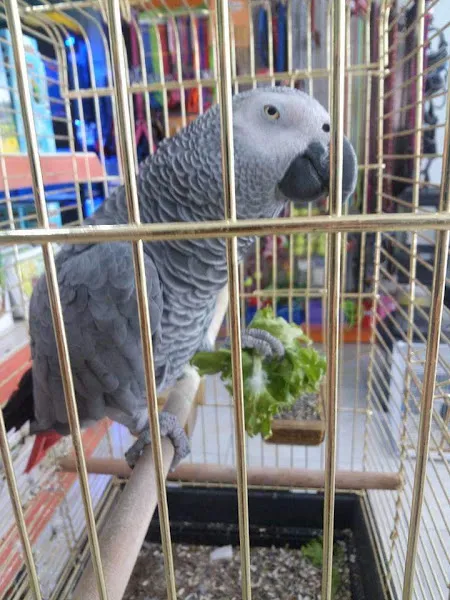 KIRŞEHİR PET SHOP foto 2