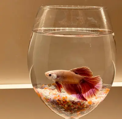 ÇAĞLAYAN PETSHOP