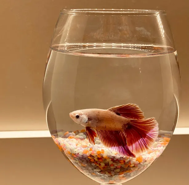 ÇAĞLAYAN PETSHOP foto 1