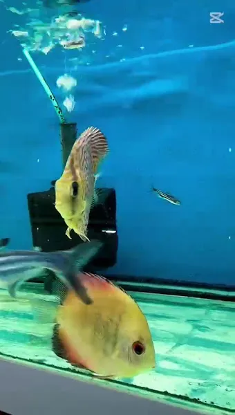 Dilan Akvaryum Petshop foto 2