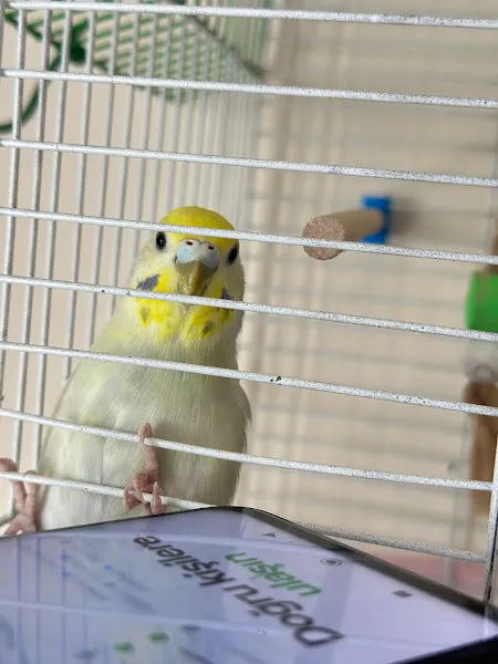 Ödül Pet Shop foto 2
