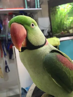 Florya petshop