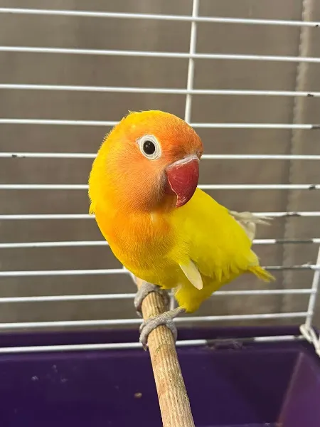 Florya petshop foto 2