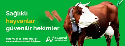 Akademi Veteriner Kliniği fotoğrafı