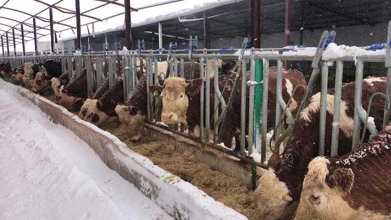 Royal Hayvancılık Ltd Şti foto 2