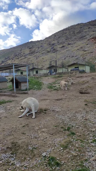 Bitlis Hayvan Barınağı foto 2