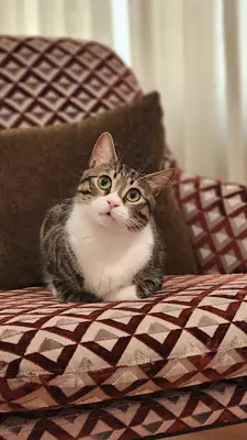 Akhisar Şifa Veteriner Kliniği