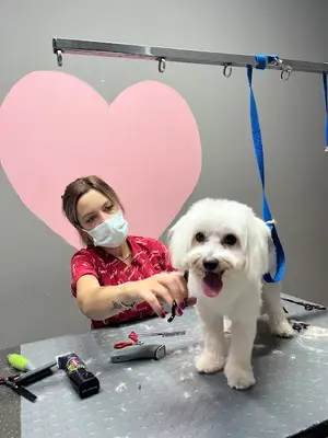 Pet Kuaför - Wow Pet Stylist Bursa fotoğrafı