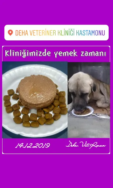 Deha Veteriner Kliniği foto 2