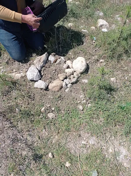Mersin Büyükşehir Belediyesi Kedi Kısırlaştırma Merkezi foto 1