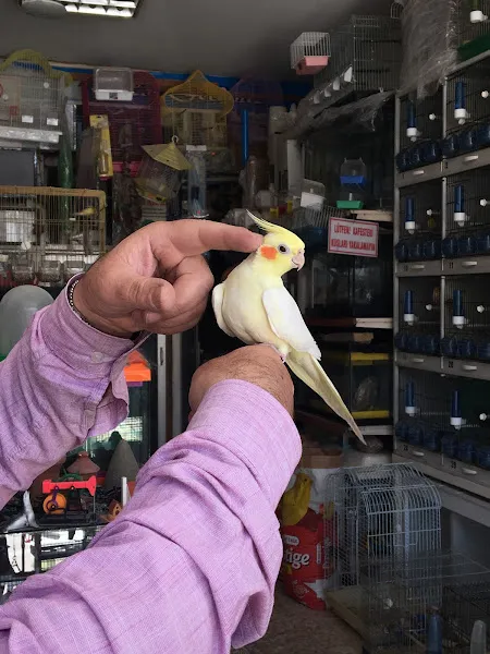 Can Akvaryum | Gaziantep Akvaryum | Gaziantep Pet Shop foto 2