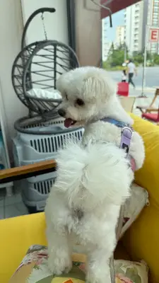 Destinas Pets World
