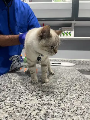 Pati Vet Veteriner Kliniği - Diyarbakır