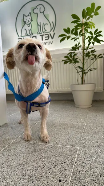 Vet Plus Kırşehir Veteriner Kliniği foto 2