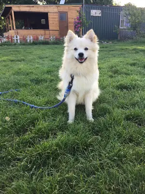İnanoğlu Köpek Eğitim Merkezi fotoğrafı