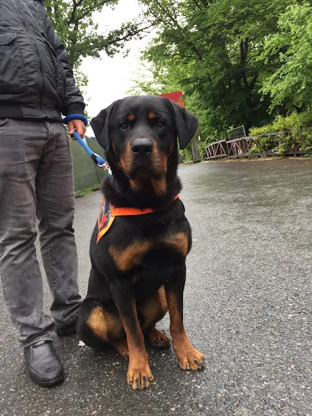 İnanoğlu Köpek Eğitim Merkezi foto 2