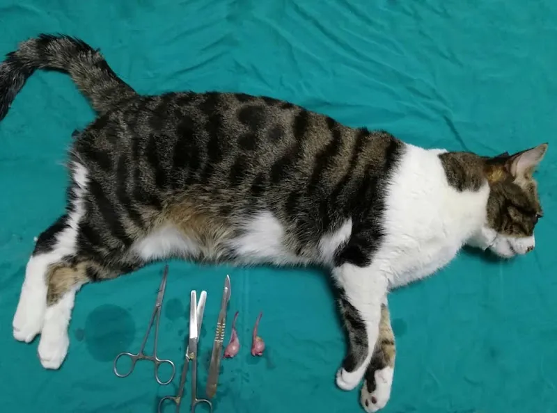 Gözde Veteriner Kliniği foto 1