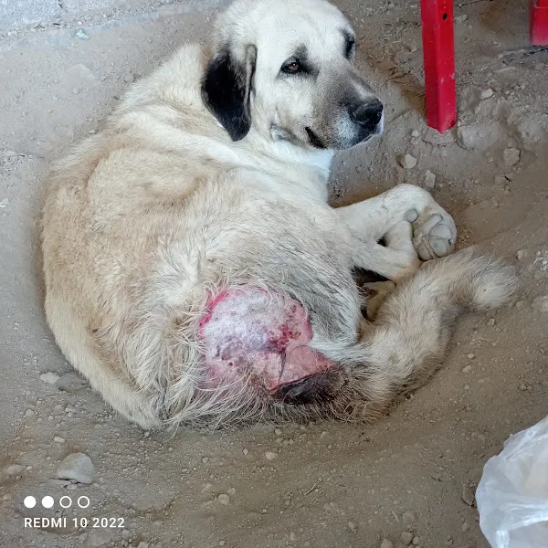 fatih veteriner kliniği foto 2