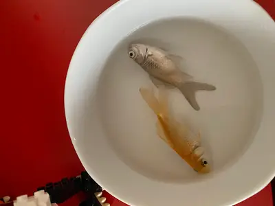 Diyarbakır pet shop