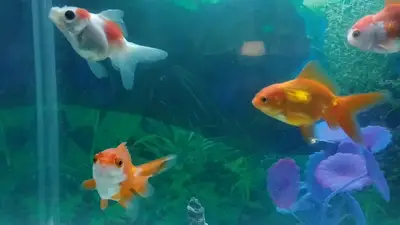 düzce petshop