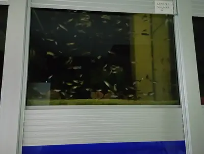KUĞU PETSHOP KARABÜK