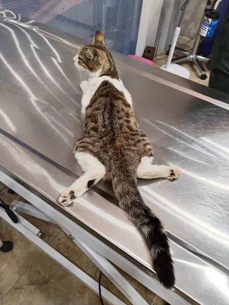 Vetland Veteriner Kliniği ve Pet Kuaför foto 2