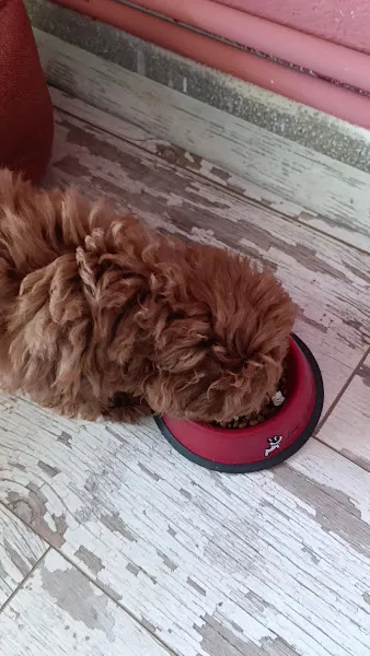 KAYSERİ KÖPEK EĞİTİMİ foto 2