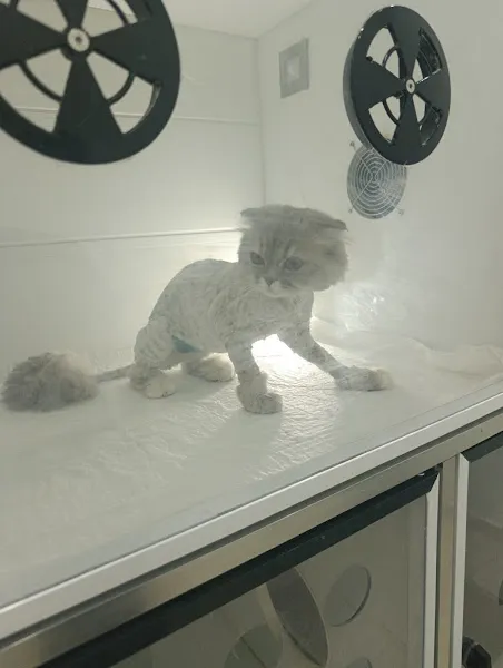 Floryavet Veteriner Kliniği foto 2