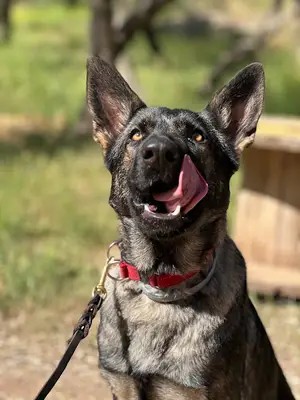 Mobil Köpek Eğitimi fotoğrafı