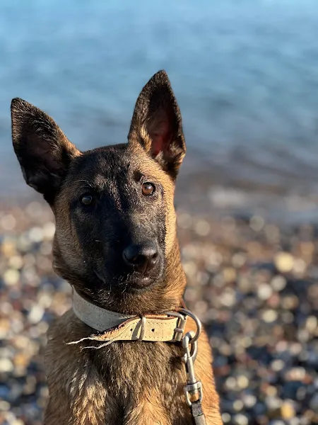 Mobil Köpek Eğitimi foto 2