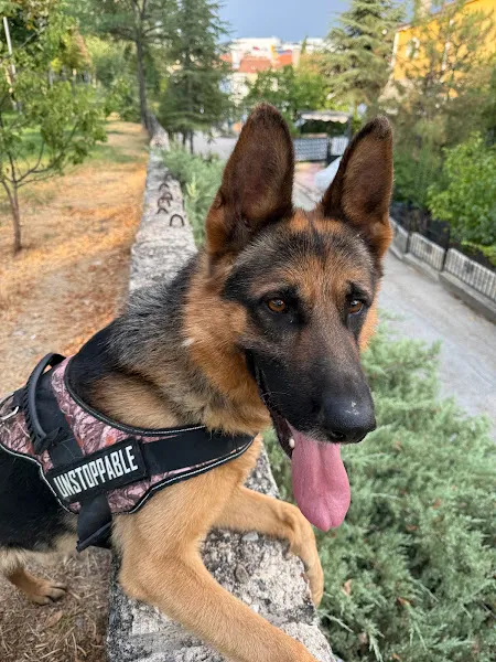 SKY K9 Köpek Eğitim Merkezi Köpek Oteli foto 1