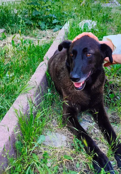 SKY K9 Köpek Eğitim Merkezi Köpek Oteli foto 2