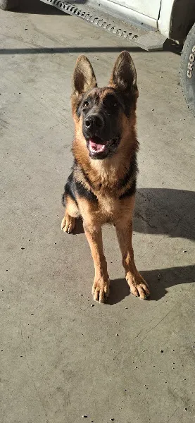Pet-Park Veteriner Kliniği foto 2