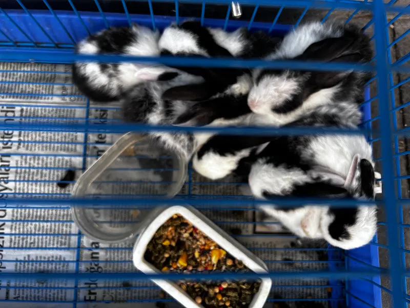 Gaziantep Okyanus Pet Store Akvaryum foto 2